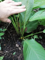 Goeppertia panamensis