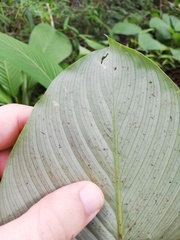 Goeppertia panamensis