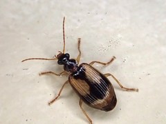 Lebia fuscata