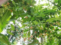 Echites woodsonianus