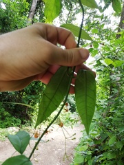 Echites woodsonianus