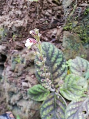 Gloxinia erinoides