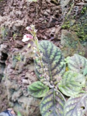 Gloxinia erinoides