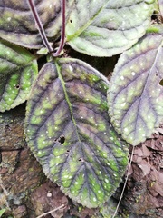 Gloxinia erinoides