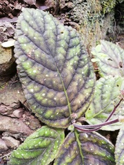 Gloxinia erinoides