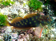 Scartichthys variolatus