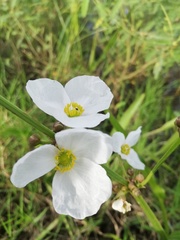 Echinodorus paniculatus