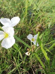 Echinodorus paniculatus