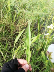 Echinodorus paniculatus