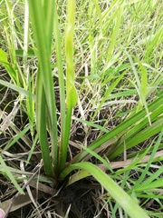 Echinodorus paniculatus