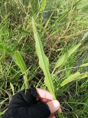 Echinodorus paniculatus