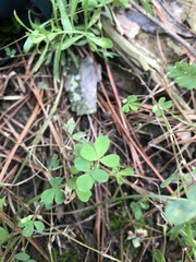 Trifolium dubium