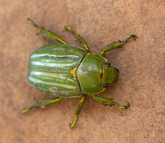 Chrysina gloriosa