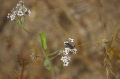 Homalocarpus dichotomus