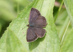 Esakiozephyrus bieti