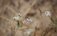 Homalocarpus dichotomus