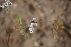Homalocarpus dichotomus