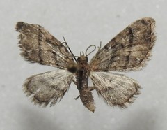 Eupithecia palpata