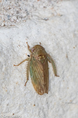 Polana quadrinotata