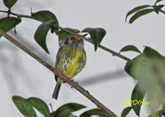 Myiornis auricularis