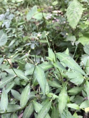 Persicaria mitis