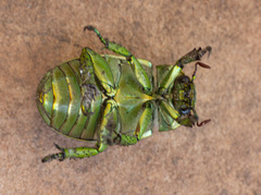 Chrysina gloriosa