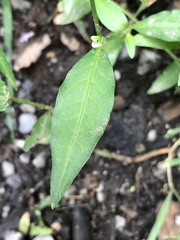 Persicaria mitis