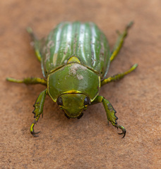 Chrysina gloriosa