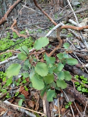 Berberis actinacantha