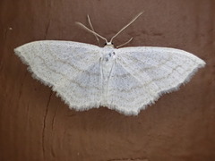 Scopula junctaria