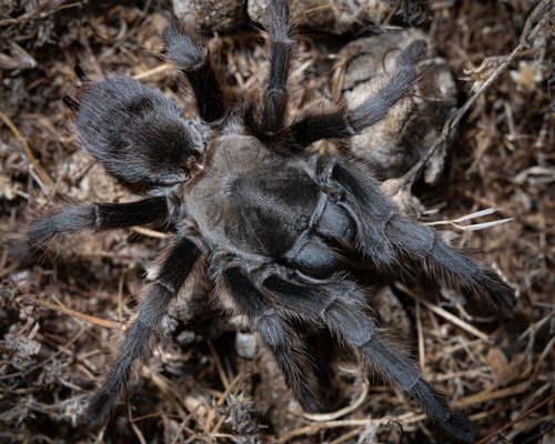 Steindachner's Ebony Tarantula