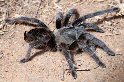 Steindachner's Ebony Tarantula
