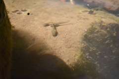 Pseudacris cadaverina