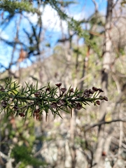 Colletia