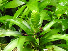 Tillandsia heliconioides