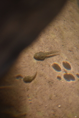 Pseudacris cadaverina