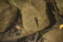 Pseudacris cadaverina