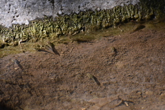 Pseudacris cadaverina