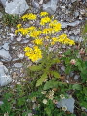 Senecio squalidus rupestris