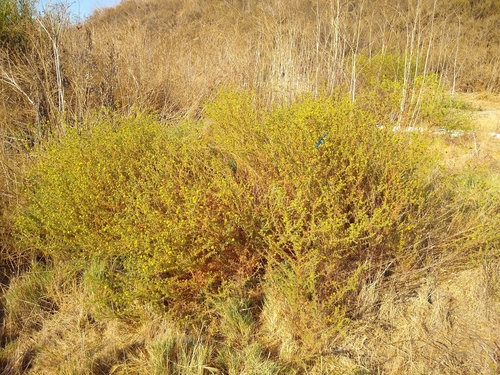 iNaturalist observation photo of southern tarplant