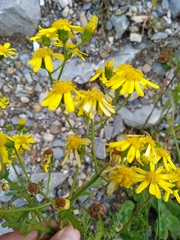 Senecio squalidus rupestris