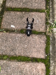 Serrognathus titanus platymelus