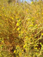 Centromadia parryi australis