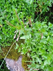 Epilobium alsinifolium