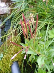 Epilobium alsinifolium