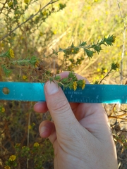 Centromadia parryi australis