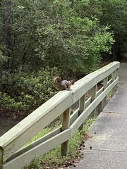 Sciurus niger