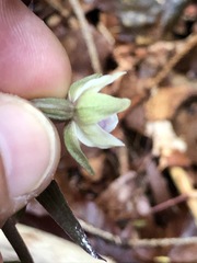 Epipactis purpurata