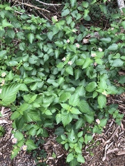 Lantana camara image