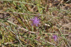 Centaurea ×psammogena